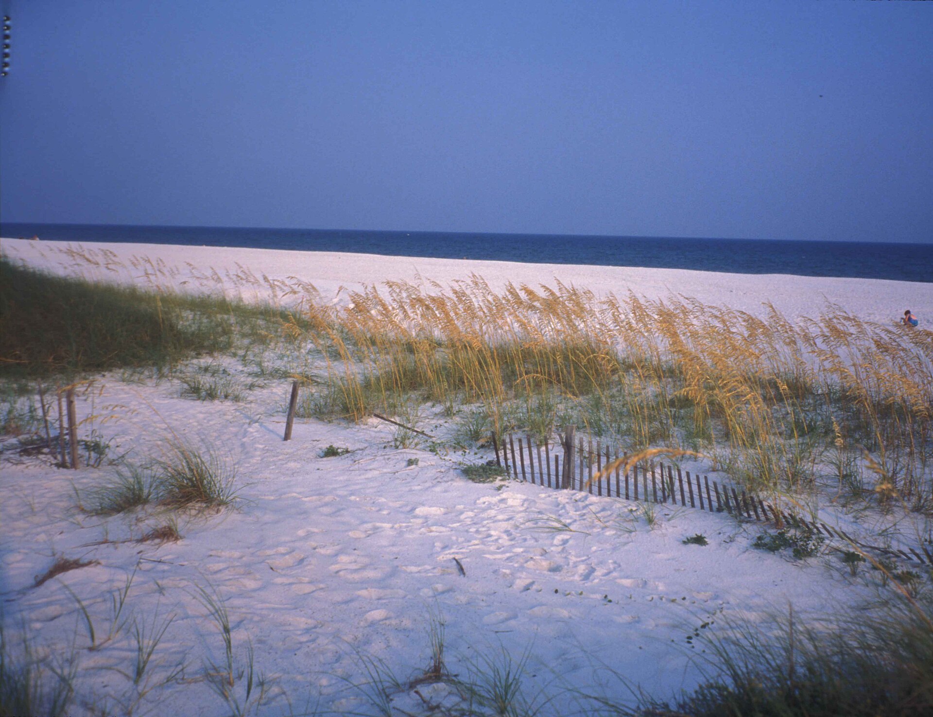 Sea oats doing the quiet work on the dune line.